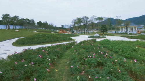 五指耙花卉主题公园邀你一起观赏 花中皇后