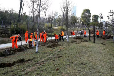 临泉园林工人:城市绿化风景线