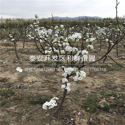 【山东黑梨树苗出售价格、山东黑梨树苗价格是多少】- 